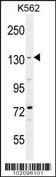 BAI1 Antibody (C-term)