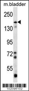 BAI1 Antibody (C-term)
