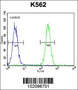 BAI1 Antibody (C-term)
