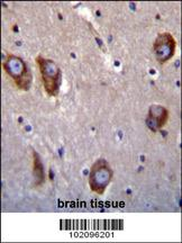 BAI1 Antibody (C-term)