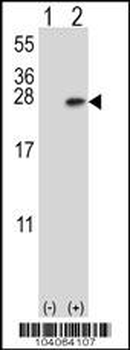 YWHAB Antibody (C-term)
