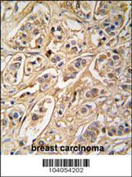 YWHAZ Antibody (D231)