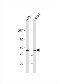 DGKA Antibody (C-term)