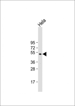 GSK3 alpha (GSK3A) Antibody (N-term)