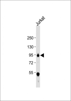 WEE1 Antibody (Center)