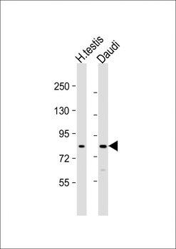 GSG2 Antibody (Center)
