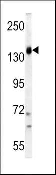 PI3KCG Antibody (C-term)