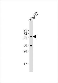 CYP7A1 Antibody (C-term)
