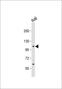 MAP4K1 Antibody (S368)