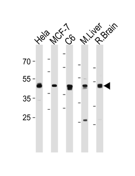 MEK2 (MAP2K2) Antibody (N-term)