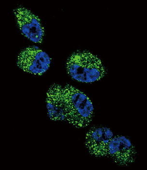 CYP4A11 (4A22) Antibody (C-term)