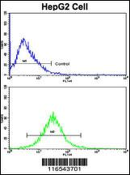 GAPDH Antibody (C-term R248)