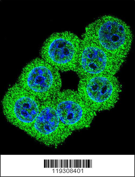 FKBP1B Antibody (N-term)