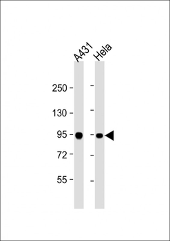 HSPCB Antibody (Center)