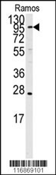 ARTS1 Antibody (Center)