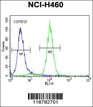 ACHE Antibody (N-term)