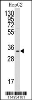 C1QBP Antibody (Center)