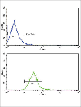 CCK4 (PTK7) Antibody (N-term)