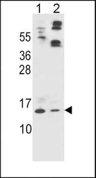 APOC2 Antibody (Center)