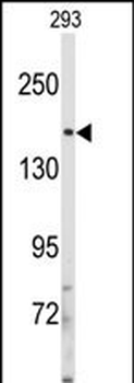 IRS2 Antibody (C-term)