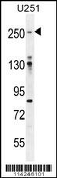 FLNA Antibody (Y1046)