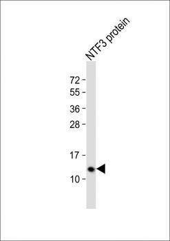 NTF3 Antibody (C-term)