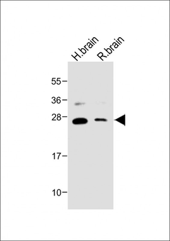NTF3 Antibody (C-term)