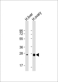 NTF3 Antibody (C-term)