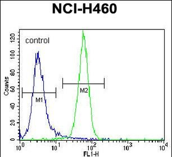 NRAS Antibody (N-term)
