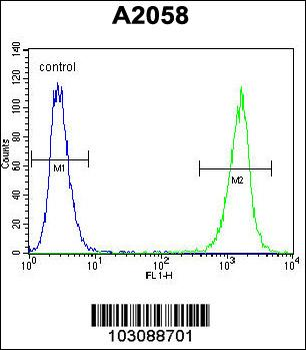 LCK Antibody (N-term)