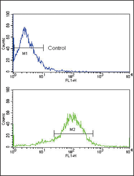 RET Antibody (N-term Q28)