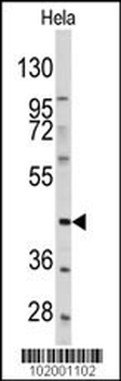 PDGFRL Antibody (C-term)