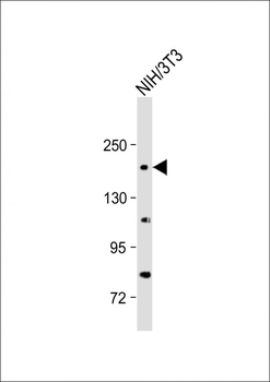 PDGFRA Antibody