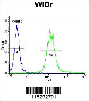 IGF1R Antibody (N-term K66)