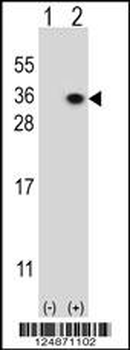 HS2ST1 Antibody (N-term)