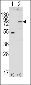 FGFR4 Antibody