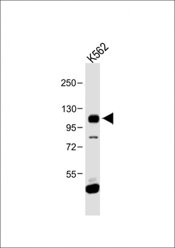FGFR4 Antibody (N-term)