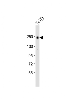 ERBB2 Antibody(C-term Y1248)