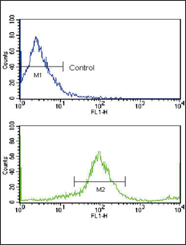 ERBB2 Antibody(N-term)