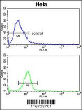 EphB3 Antibody