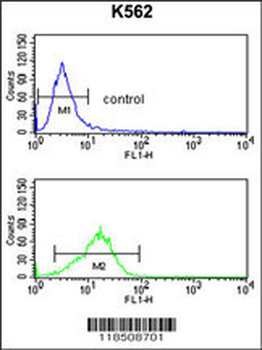NCF4 Antibody (C-term)