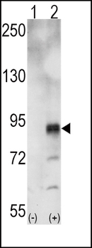 EphA5 Antibody