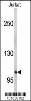 EphA5 Antibody (C-term)