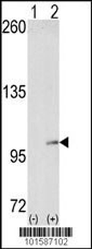 EphA4 Antibody (N-term)