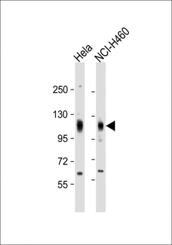 EphA4 Antibody (N-term)