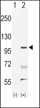 EphA2 Antibody (N-term)