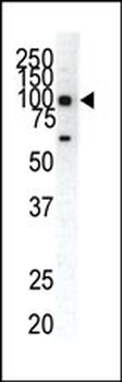 EphA1 Antibody (C-term)