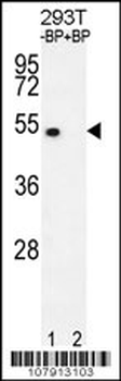 E2F1 Antibody (H357)