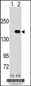 PUM2 Antibody (N-term)