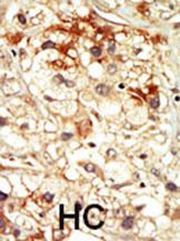 PCTAIRE2 (PCTK2) Antibody (N-term)
